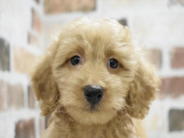 長野県のハーフ犬・ミックス犬 (ペッツワン塩尻店/2024年9月17日生まれ/男の子/レッド)の子犬